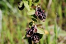 Ophrys kotschyi